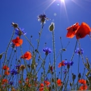 L'été
