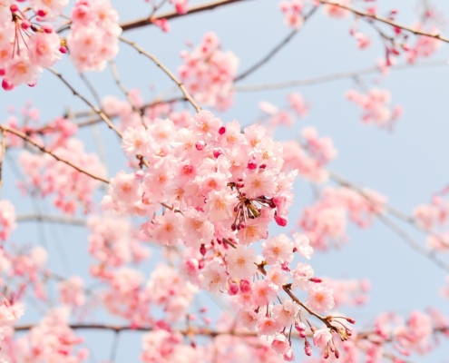 le printemps suivant l'ayurvéda