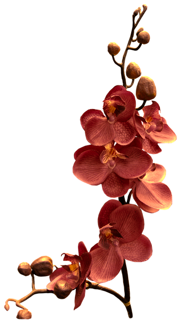 orchidee hypersensible