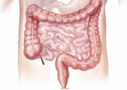 organe du ventre côlon constipation