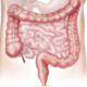 organe du ventre côlon constipation