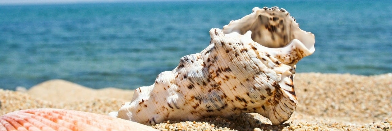 Coquillage vide sur la plage, comme vos intestins