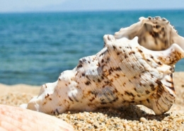 Coquillage vide sur la plage, comme vos intestins