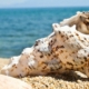 Coquillage vide sur la plage, comme vos intestins