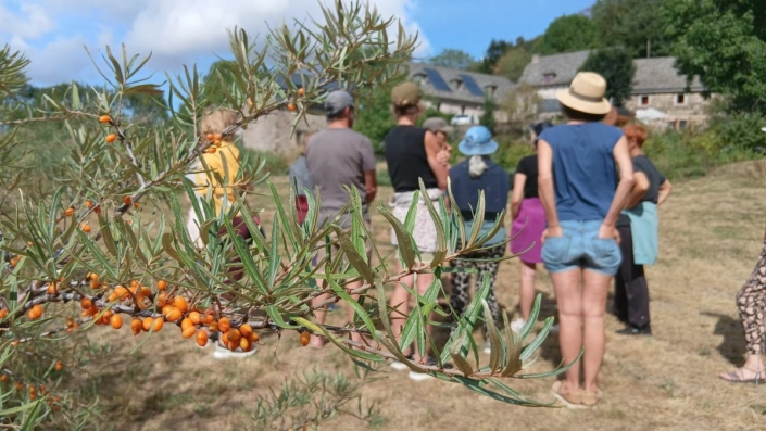 plantes-herboristerie-aubrac-stage-yoga