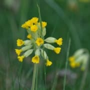 primevere-cueillette-printemps